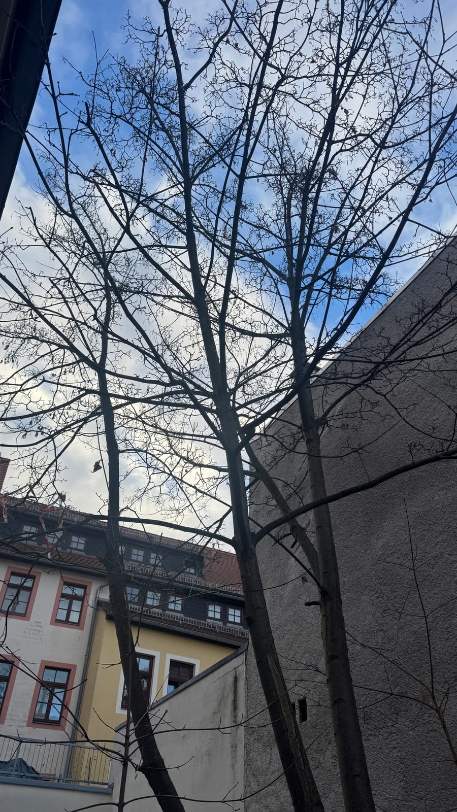 Hoher Baum zwischen zwei Gebäuden vor dem Rückbau